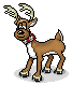 Reindeer