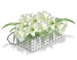 Easter Lilies