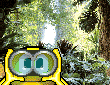 Rain Forest