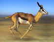 Springbok